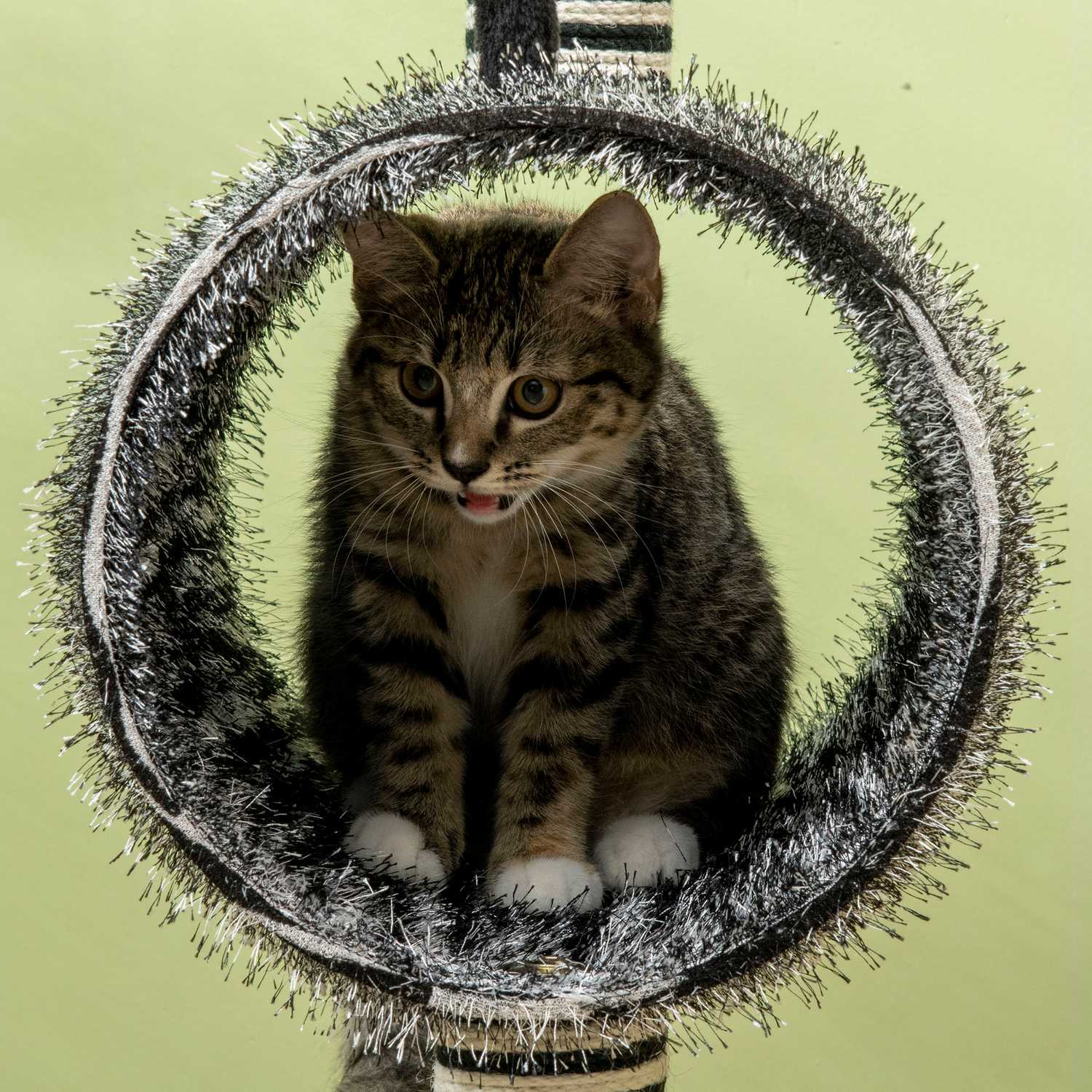 Kattträd med skrapstolpe och tunnel, Zebra Design