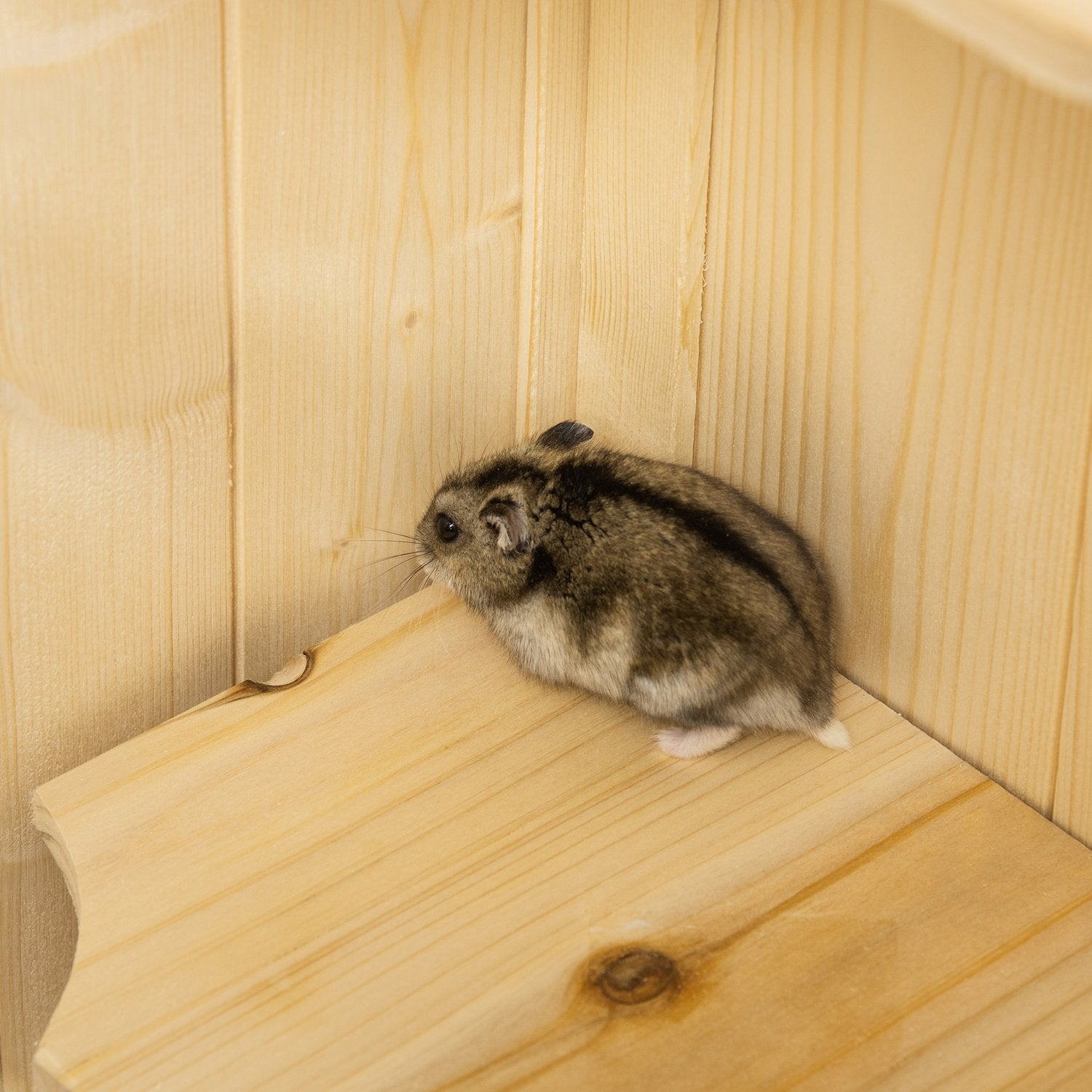 Liten djurbur med nättak; 5-nivå Wood Hutch