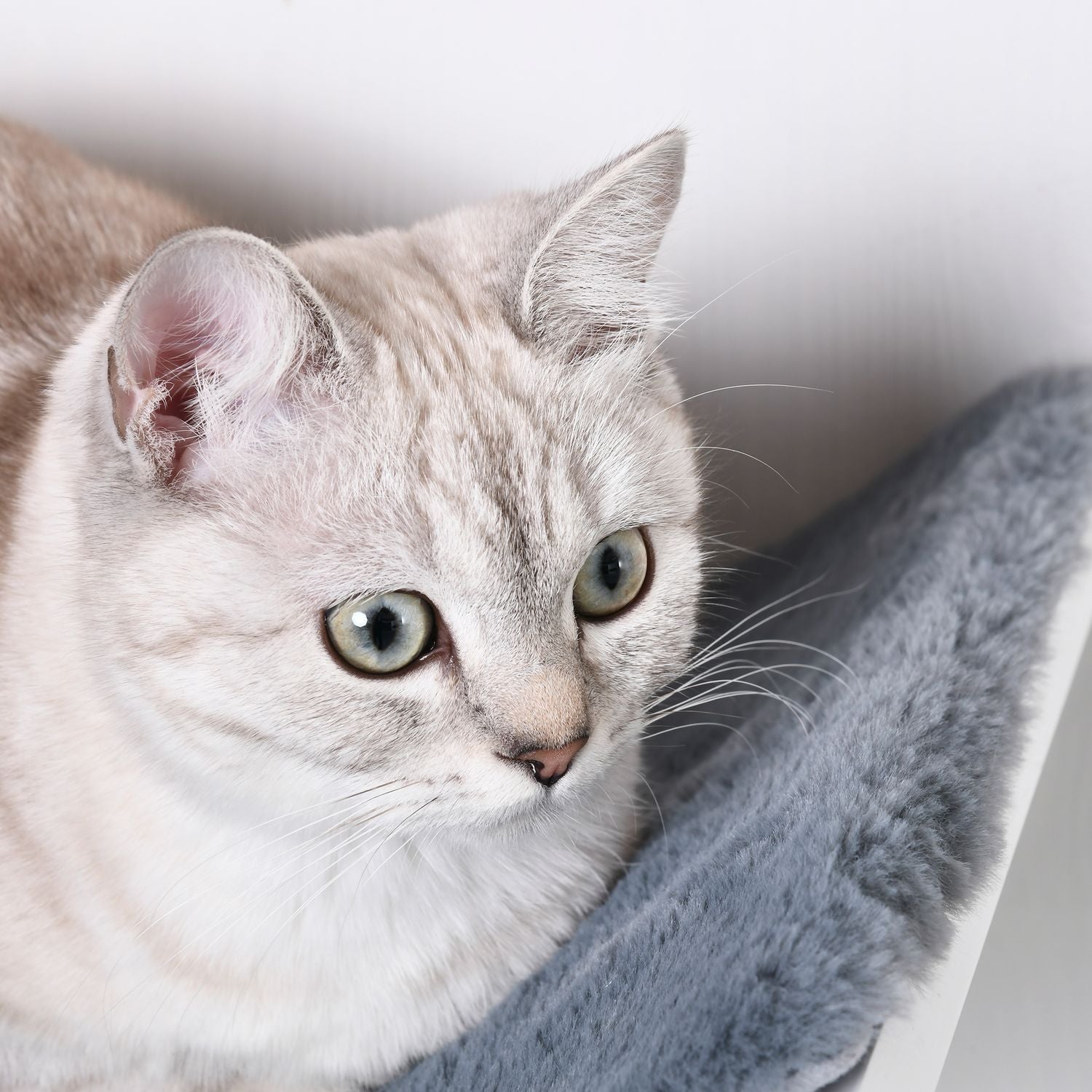 Väggmonterad kattsäng – snygg med plyschkudde, enkel installation