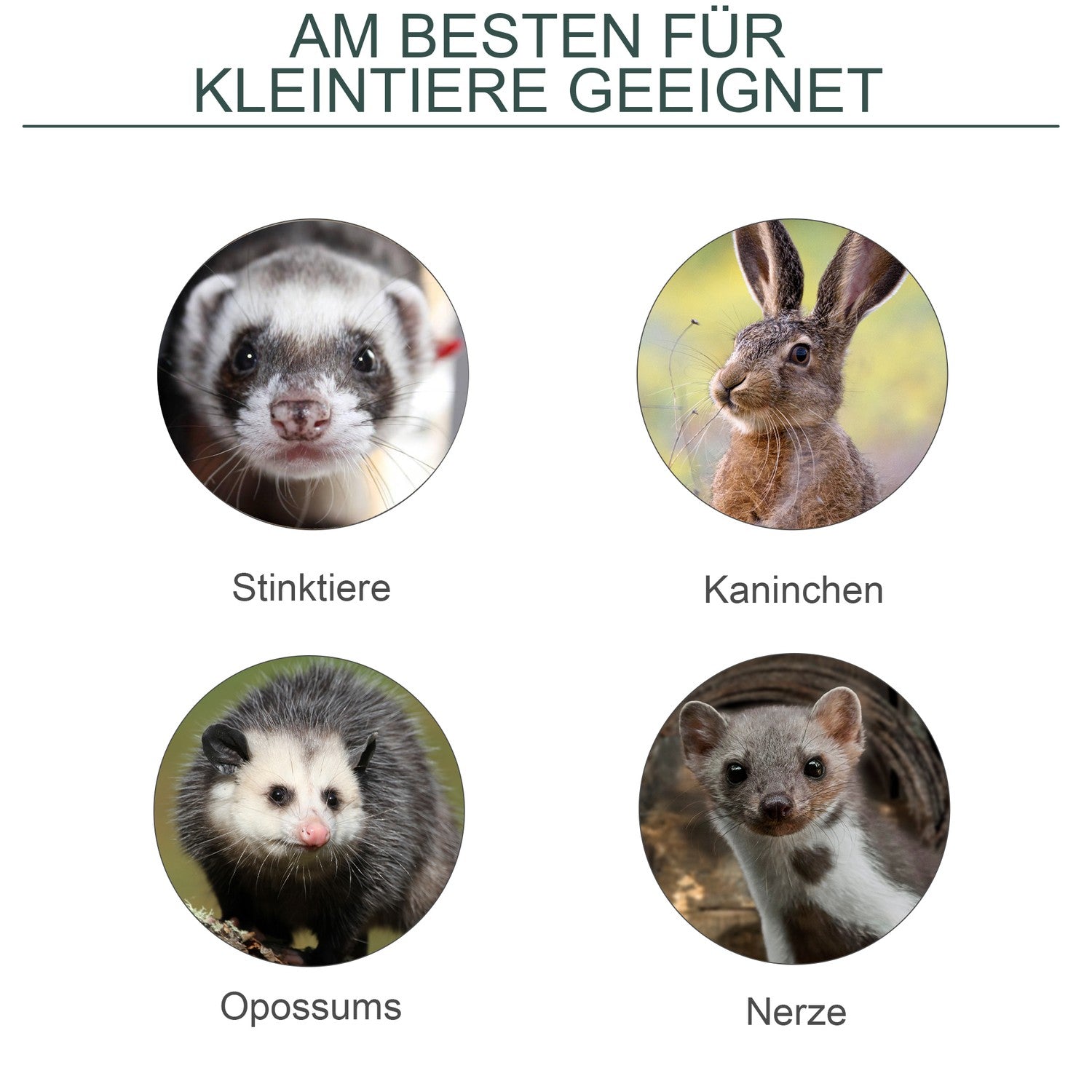 Levande fälla för mårdar och råttor, stål, 60x18x20 cm