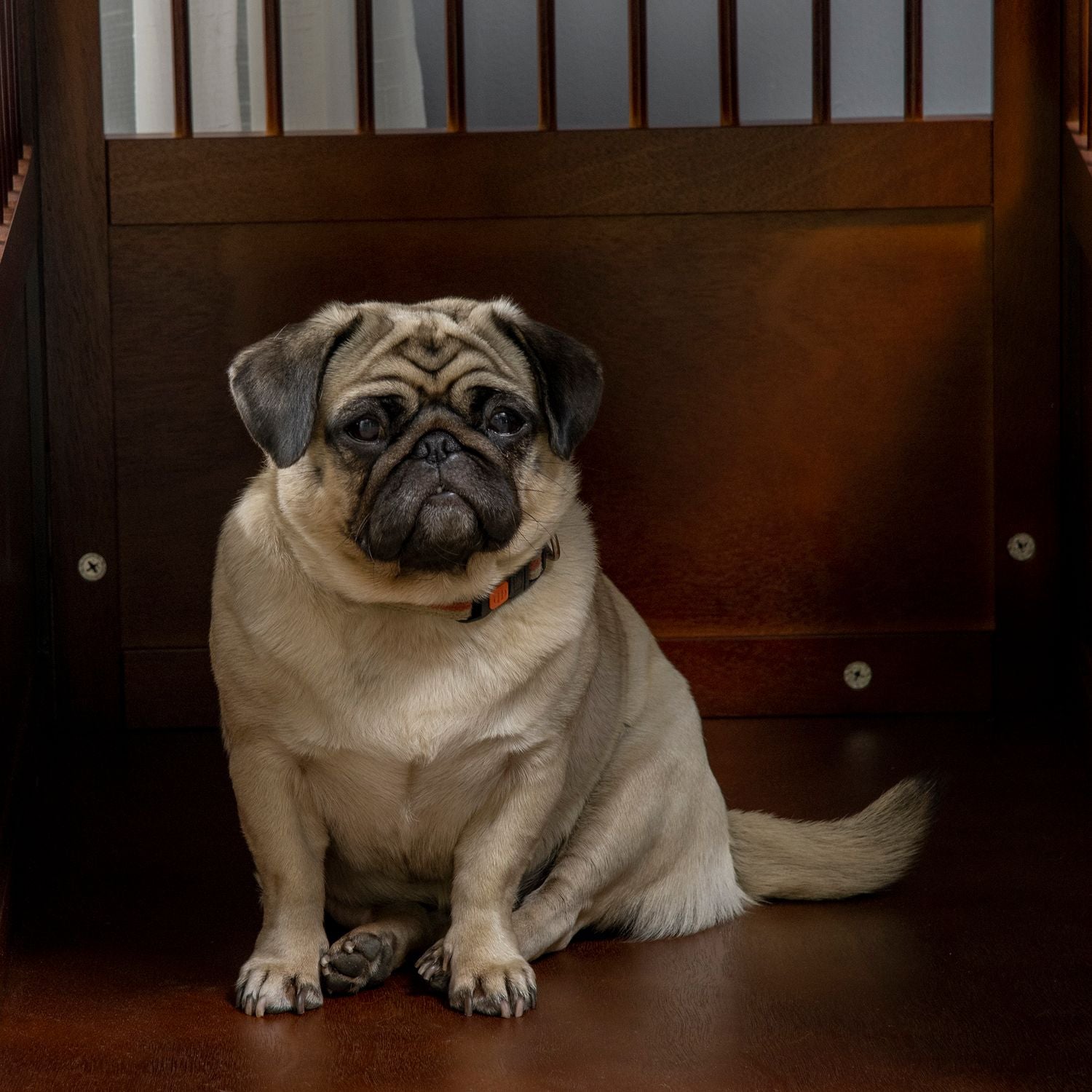 Snygg medelstor hundbur med bordsskiva, låsbar dörr