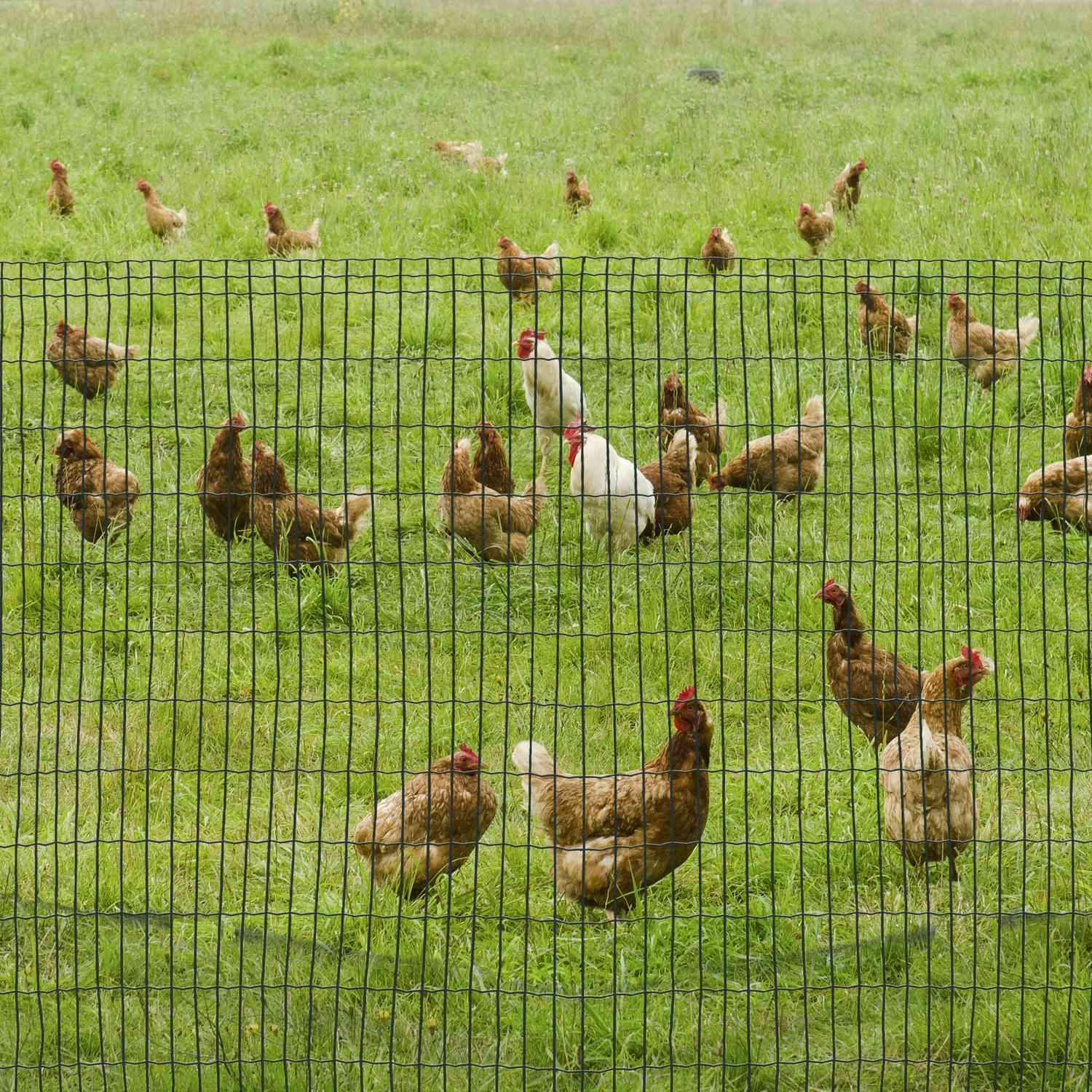 Trådnät Hundstaket Fjäderfästaket Fjäderfä Nät Kycklingstaket Hatt Stängsel Trådnät Trädgårdsstängsel Aviary Tråd Trådstaket Roll Mörkgrön 10 X 1,22 M